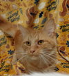 C303 Litter Gingersnap