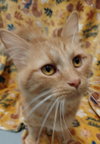 C303 Litter Gingersnap
