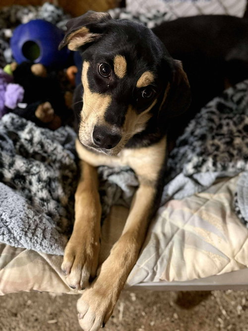 BUDDY-ADOPTION PENDING - Rottweiler / Black and Tan Coonhound available for adoption