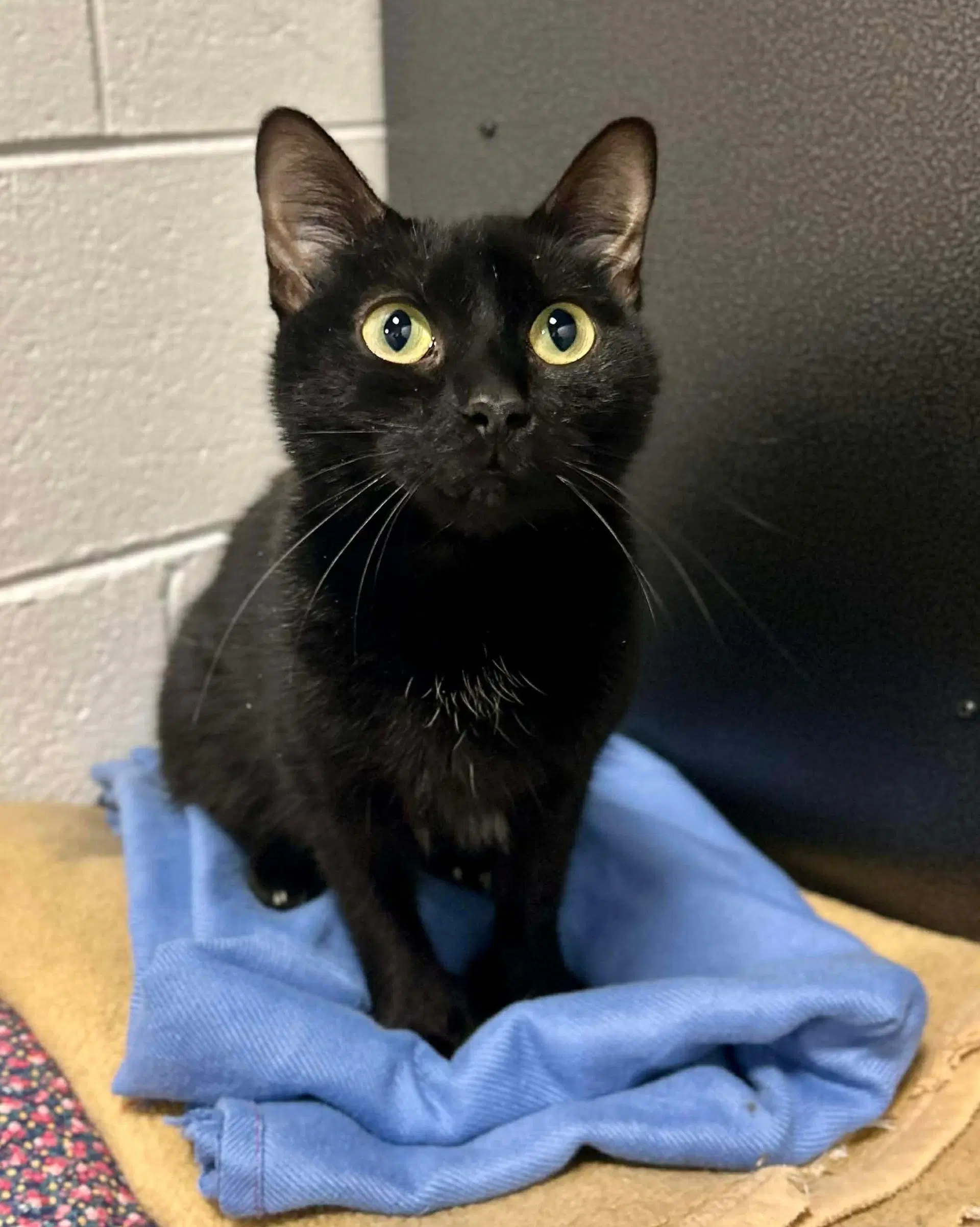 Morticia - Domestic Short Hair