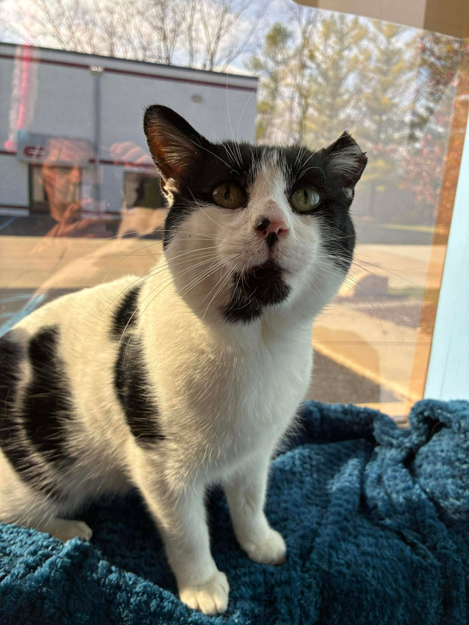 Rocky ADOPTED Image