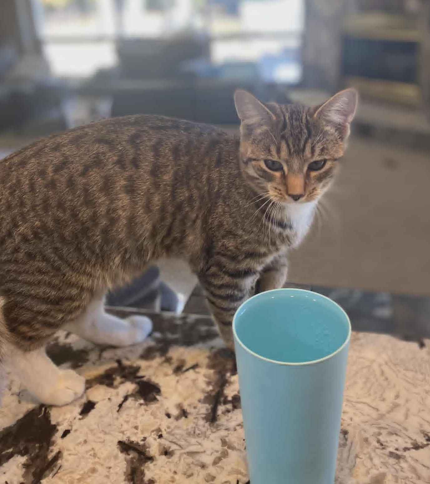 C306 Litter Rory Image