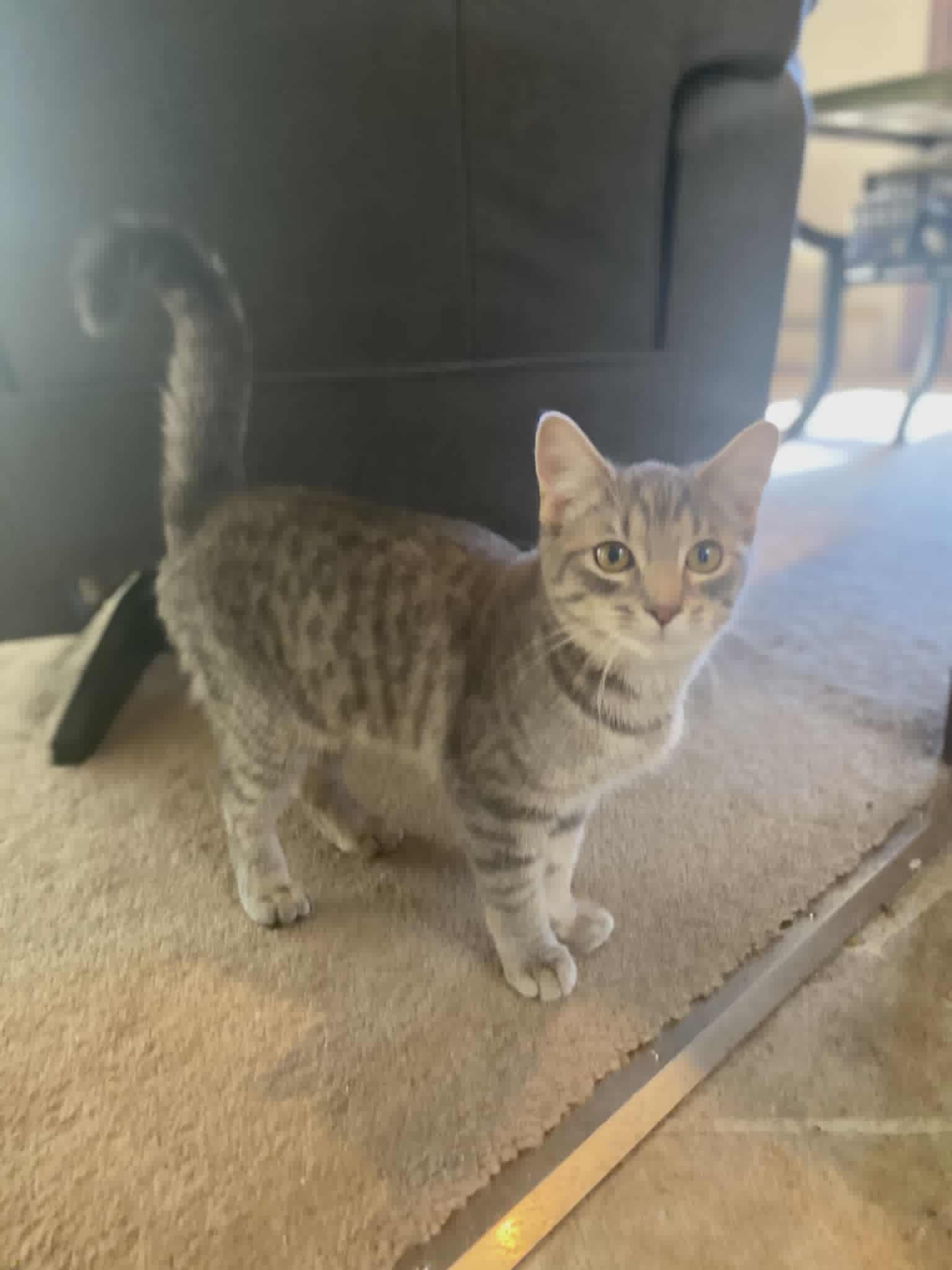 C306 Litter Stella-ADOPTED Image