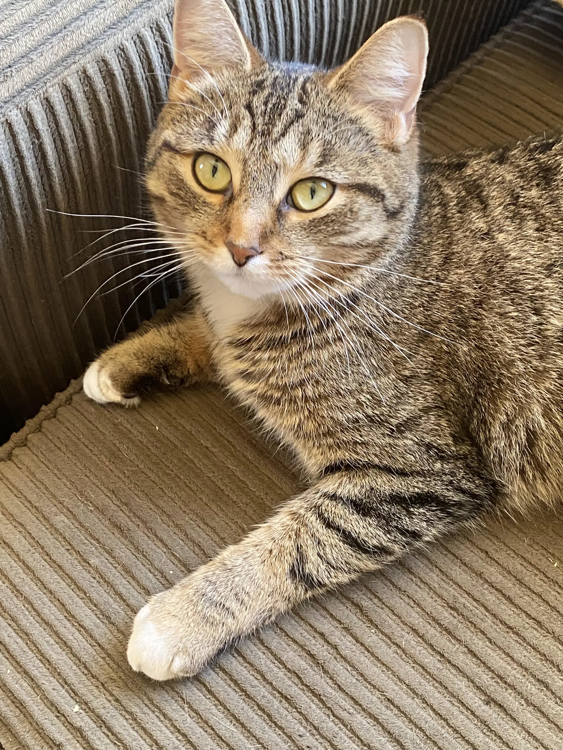 C Litter Nora Mom - Tabby