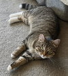 C306 Litter Nora, mom
