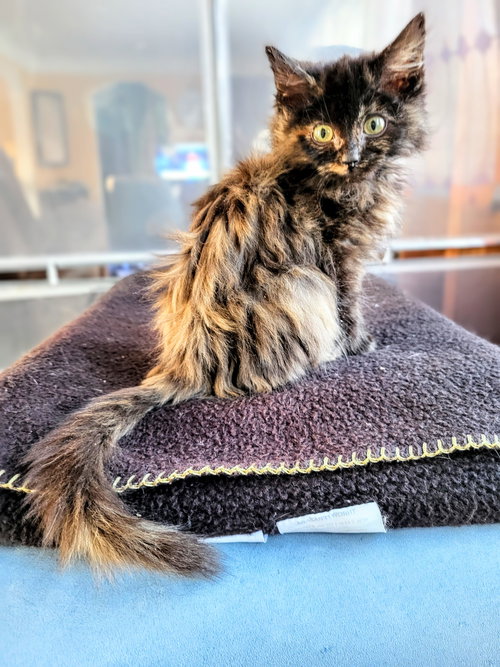 C307 LITTER JAVA(PENDING ADOPTION) - Tortoiseshell / Domestic Long Hair available for adoption
