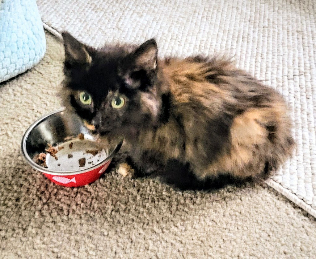 C307 Litter Java(Pending Adoption) Image