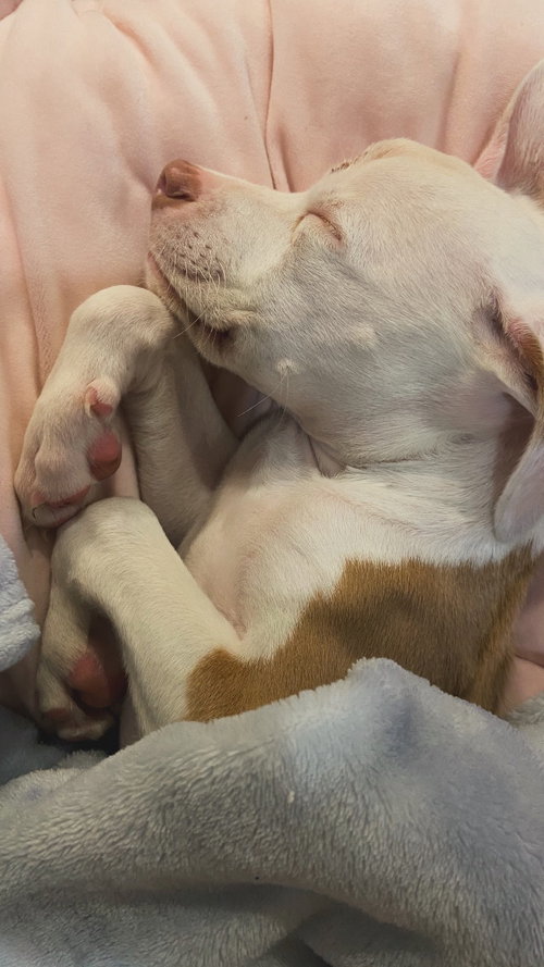 PETUNIA - American Pit Bull Terrier available for adoption
