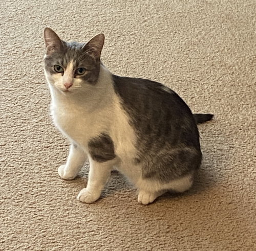 MARY LOU - Domestic Short Hair / Tabby available for adoption
