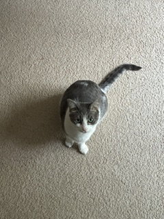 MARY LOU - Domestic Short Hair / Tabby available for adoption