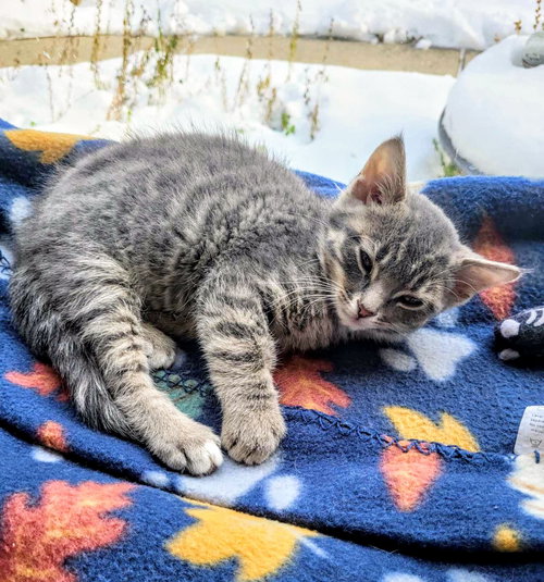 SOLO-PENDING ADOPTION - Domestic Short Hair / Tabby available for adoption