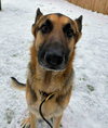 Max (Foster Needed)