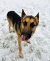 Max (Foster Needed)