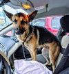 Max (Foster Needed)