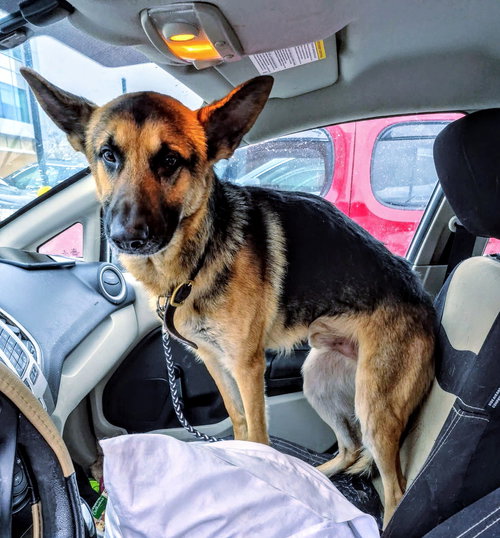 MAX (PENDING ADOPTION) APPLICATIONS CLOSE - German Shepherd Dog available for adoption