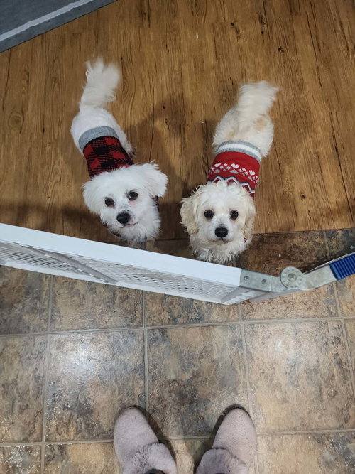 D128 LITTER BELLA - ADOPTED - Maltese / Bichon Frise available for adoption