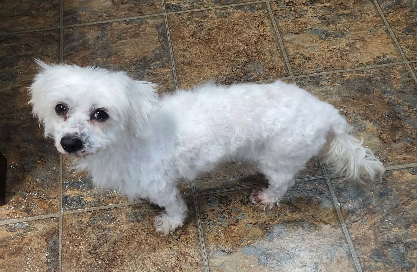 D128 Litter Bella - ADOPTED Image