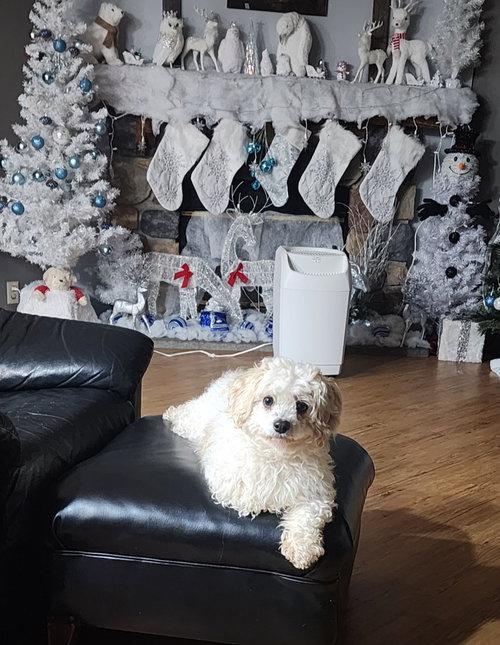 D128 LITTER NALA - Bichon Frise / Maltese available for adoption