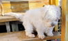 D128 Litter Olaf