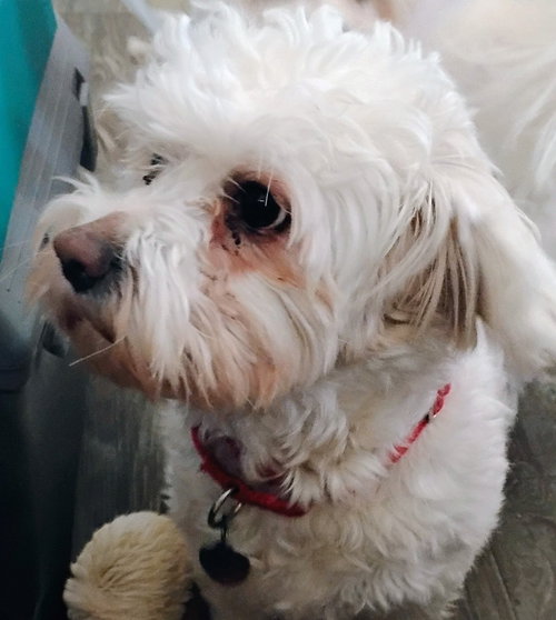 D128 LITTER OLAF - Bichon Frise / Maltese available for adoption
