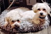 D128 Litter Olaf - Photo 4