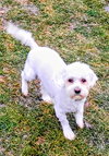 D128 Litter Olaf - Photo 3