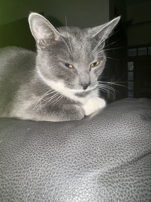 MAMA MILKSTACHE - Domestic Short Hair available for adoption
