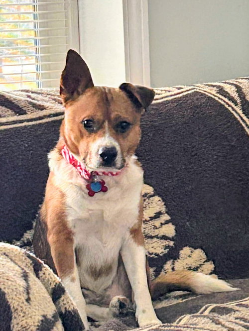 Little Jack, an adoptable dog