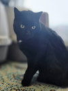Chip - Photo 2