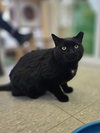 Chip