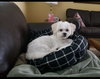 Rocki