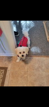 Rocki