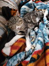 Baxter