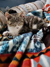 Baxter