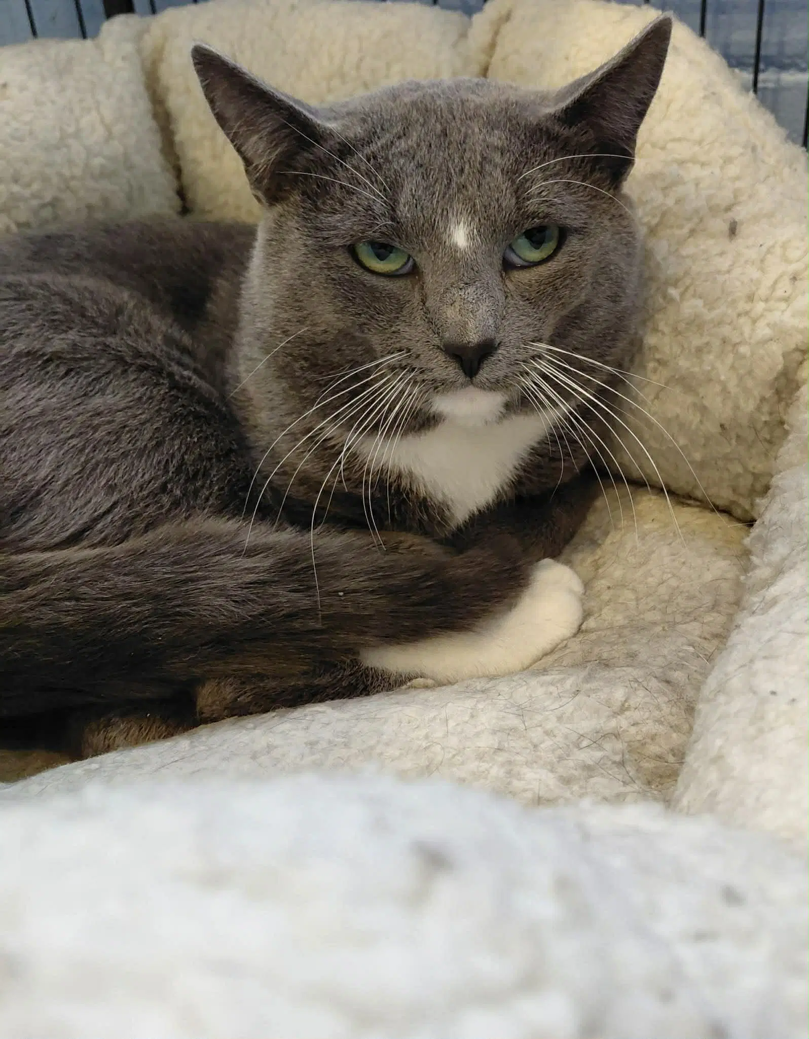 Gordon - Domestic Short Hair