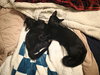 C308 Litter Muncy (bonded to Maureen)