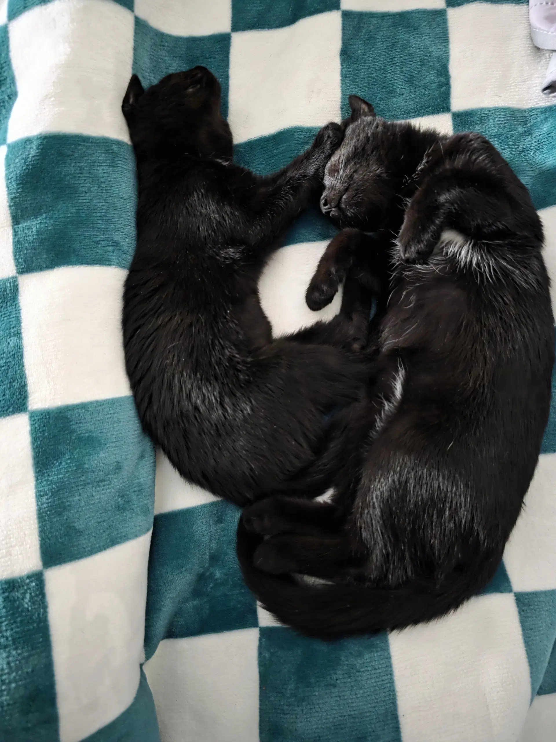 C Litter Muncy Bonded To Maureen image 3