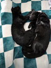 C308 Litter Muncy (bonded to Maureen)