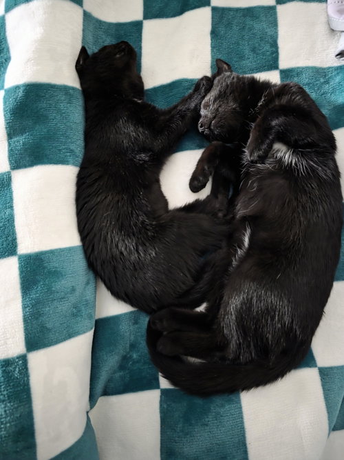 Photo 3 of C308 Litter Muncy❤️ (bonded to Maureen)