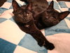 C308 Litter Muncy (bonded to Maureen)