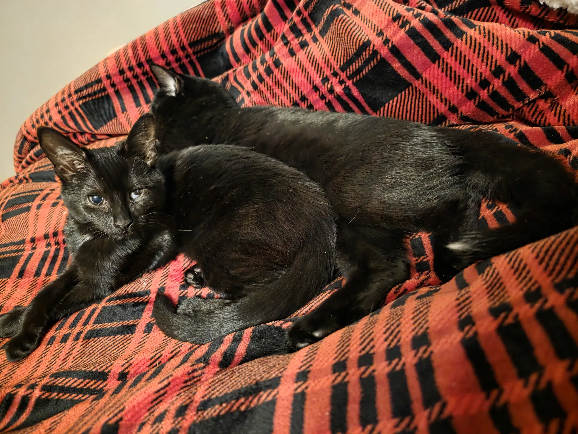 C Litter Maureen Bonded To Muncy image 2