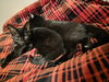 C308 Litter Maureen (bonded to Muncy)