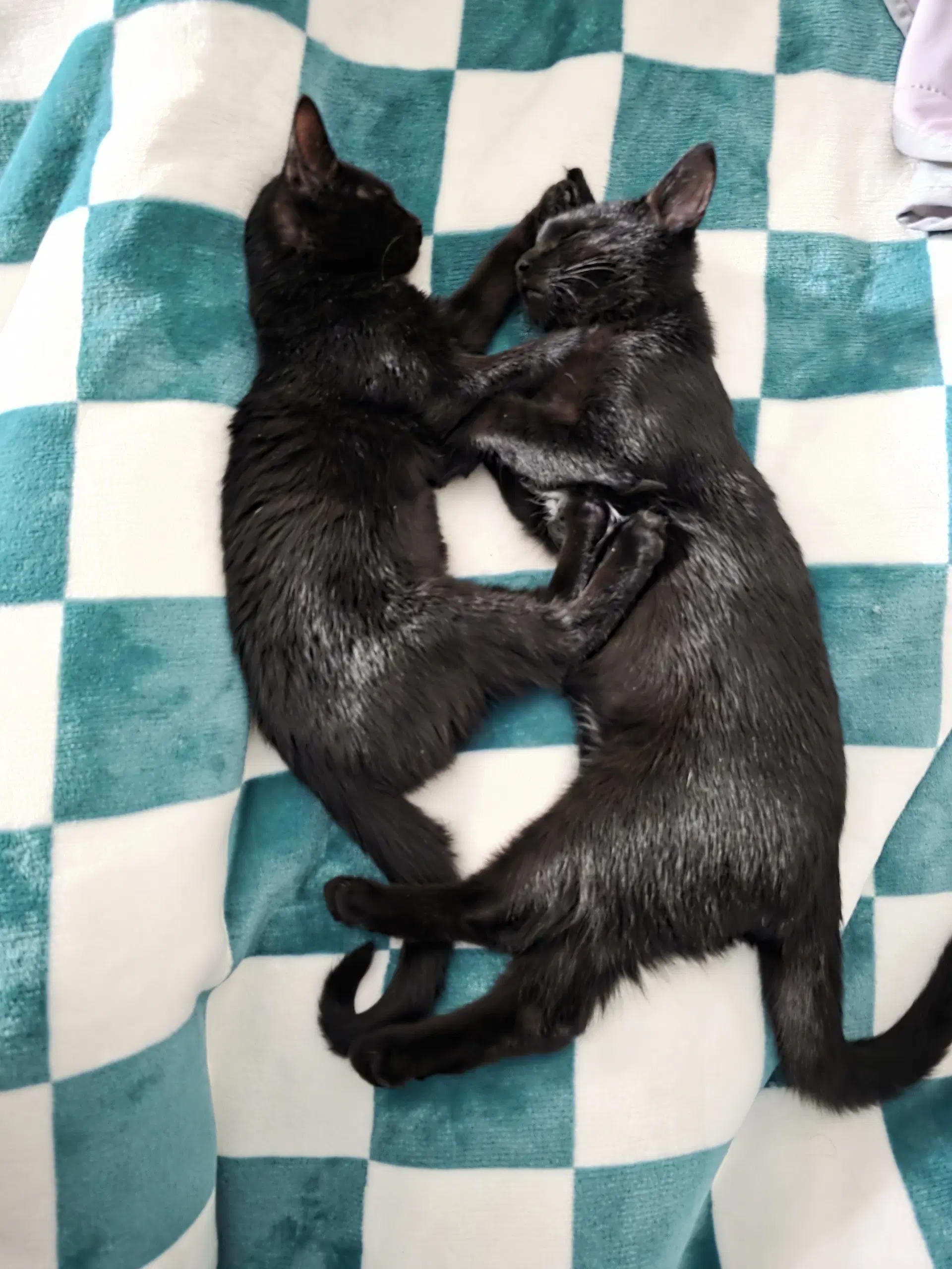 C Litter Maureen Bonded To Muncy image 3