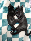 C308 Litter Maureen (bonded to Muncy)