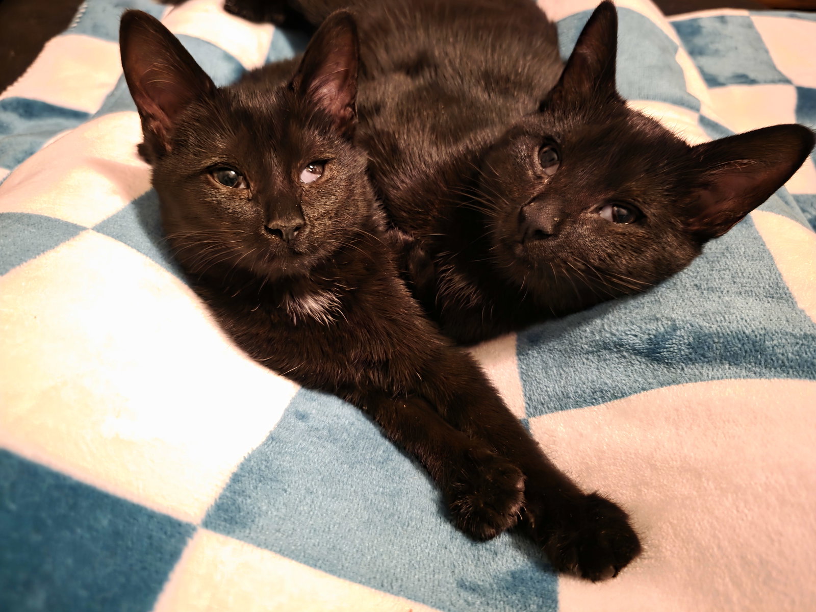 C308 Litter Maureen❤️ (bonded to Muncy) Image