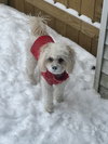 D129 Litter Miss Petunia