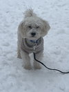 D129 Litter Toby