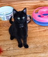 Buttons (Buddy) (Adopted)