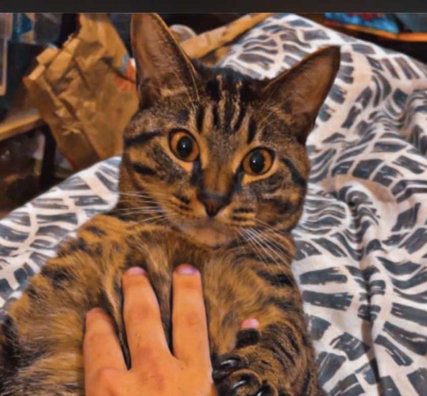 Benny Image
