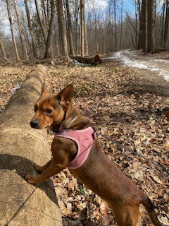 Livy - Adoption Pending